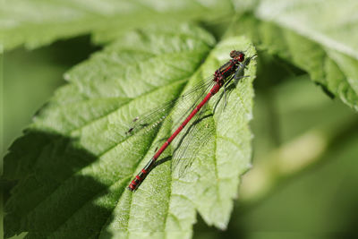 Close-up of insect on leaf