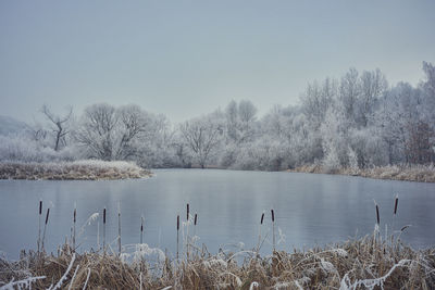 Birds swimming in lake against sky