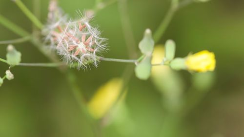 Close-up of dandelion flower