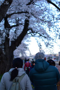 Rear view of people walking on cherry blossom