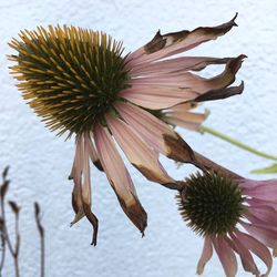 Close-up of wilted flower