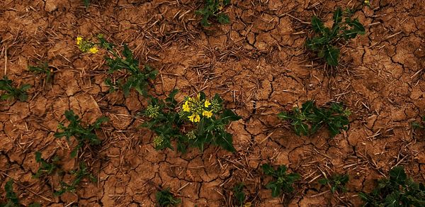 High angle view of plants growing on field