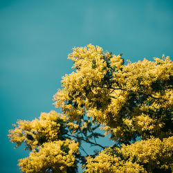 Low angle view of yellow flowering plants against blue sky