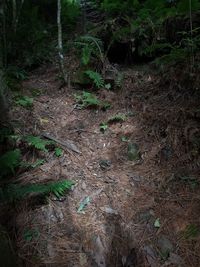 Plants in forest