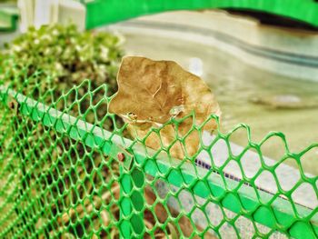 Close-up of lizard on leaf