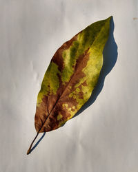 Close-up of dry leaf against white background