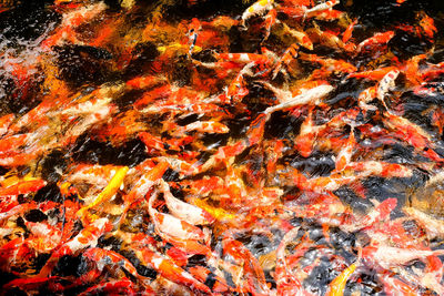 View of koi fish in sea