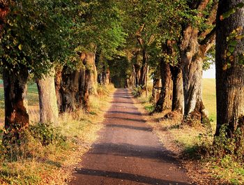 Road amidst trees in forest