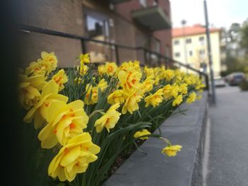 Close-up of yellow flowering plant in city