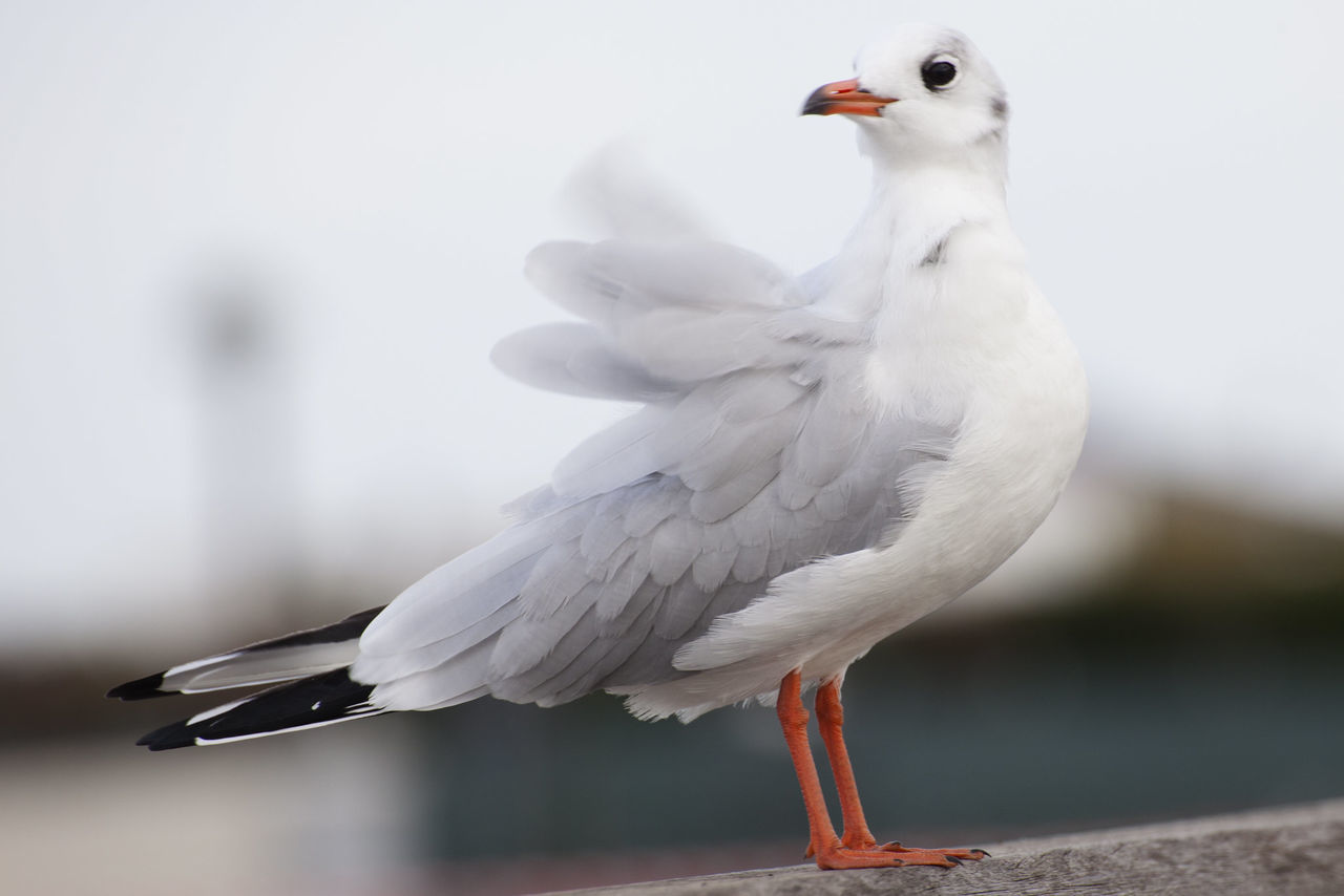 bird, vertebrate, animal, animal themes, animals in the wild, animal wildlife, focus on foreground, one animal, perching, no people, white color, close-up, day, nature, seagull, outdoors, full length, side view, black-headed gull, beak