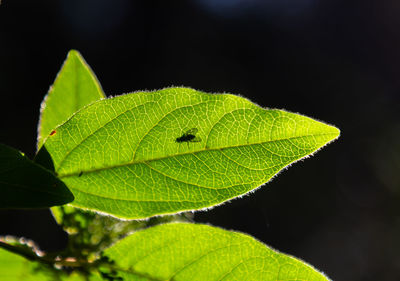 leaf