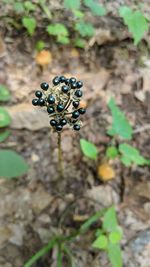 High angle view of blackberries on plant