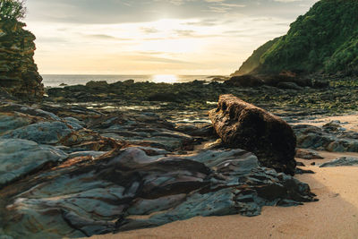 View of lizard on rock at beach against sky