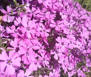 Close-up of pink flowers blooming outdoors