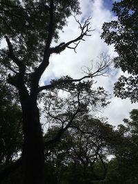 Low angle view of silhouette trees against sky