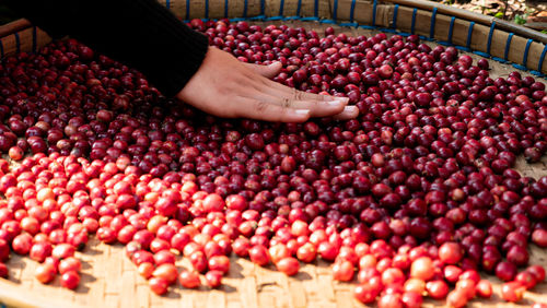 High angle view of hand holding berries