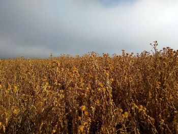 View of stalks in field against sky