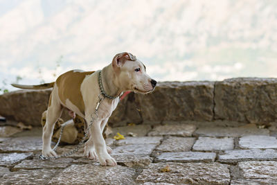 Dog looking away against wall