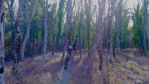 Panoramic view of trees in forest