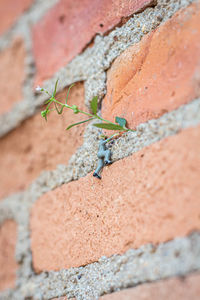 Close-up of lizard on wall