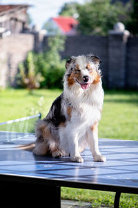 Australian shepherd with smiling  muzzle sitting on a blue table. puppy. fur. dog emotions.