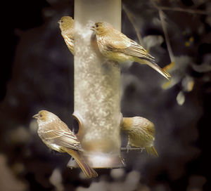 Close-up of hummingbird in water