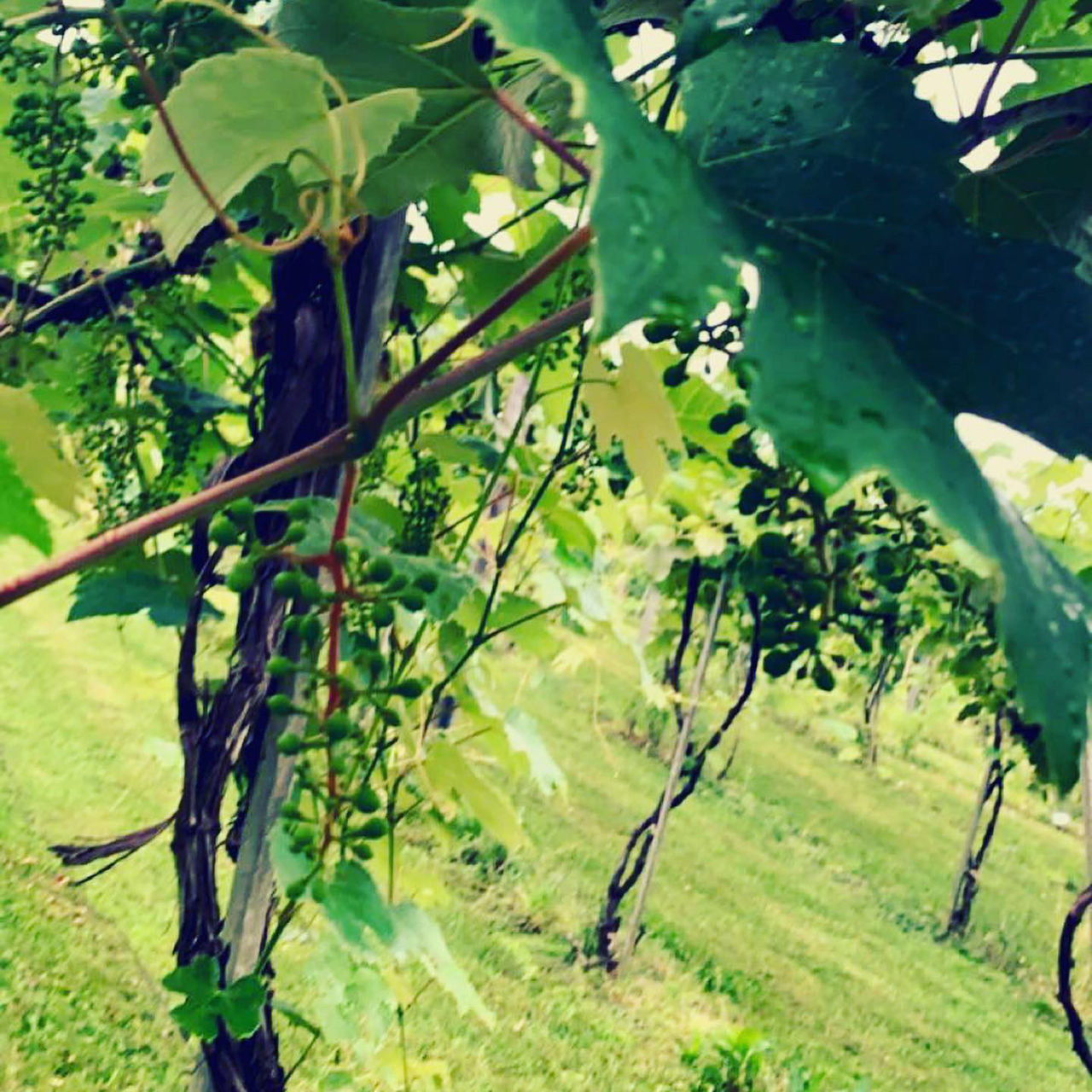 CLOSE-UP OF FRESH GREEN PLANTS IN FIELD