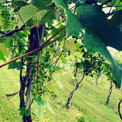 Close-up of fresh green tree in field