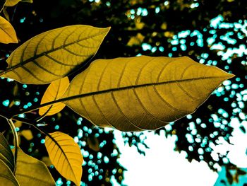 Close-up of leaves on plant during autumn