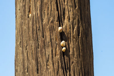 Close-up of shell on tree trunk