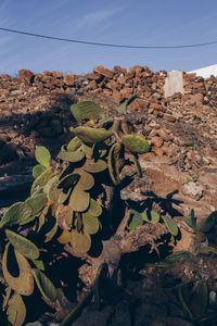 Close-up of cactus growing on rock