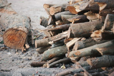 Stack of logs in forest