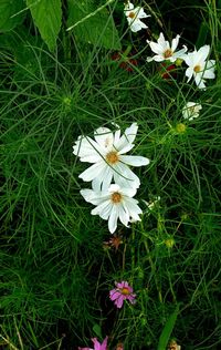 High angle view of white flowering plant on field