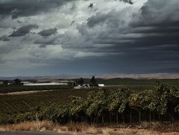 Scenic view of agricultural field against sky