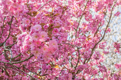 Close-up of pink cherry blossom