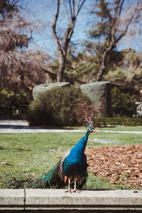 Close-up of peacock in park