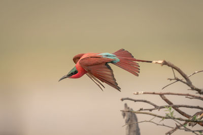 Close-up of bird perching on branch