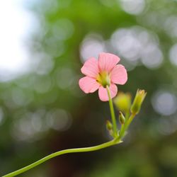 Close-up of pink flowering plant