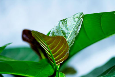 Close-up of leaves on plant