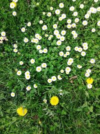 High angle view of yellow flowers blooming on field