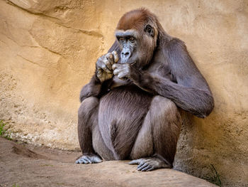 High angle view of monkey sitting on rock