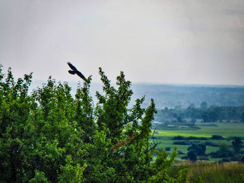 Scenic view of tree against sky