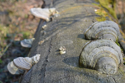 Close-up of seashell on rock