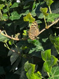 High angle view of butterfly on leaves