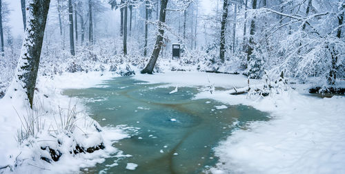 Scenic view of frozen lake in forest