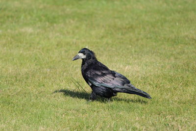 Side view of a bird on grass