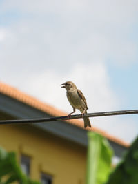 Low angle view of bird perching on cable against sky