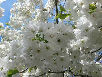 Low angle view of blooming tree against sky