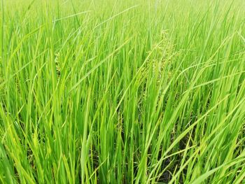 Full frame shot of crops growing on field