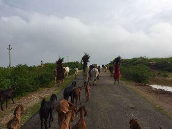 Panoramic view of horse cart on road